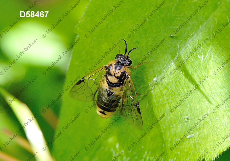 Diprion similis (Introduced Pine Sawfly, Diprionidae, Hymenoptera)